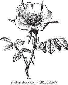 Rosa rubiginosa, From the Dictionary of Word and Things, 1888.