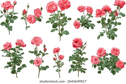 Rosa rugosa Japanese rose beach rose Ramanas rose letchberry isolated tree cutout vector illustration, natural shrub, coastal plant, garden flower, aromatic shrub, horticulture.