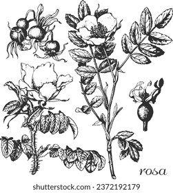 rosa, rosa rugosa, rosa pendulina, rose hip silhouette, black and white design, rose hip vector illustration, шиповник