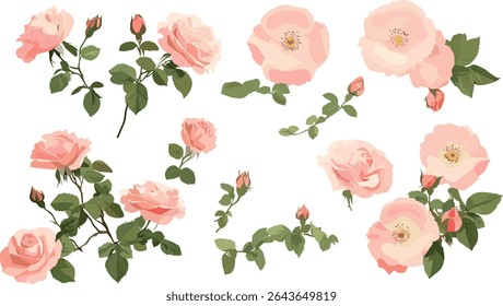 Rosa rugosa shrub isolated cutout tree vector illustration, beach rose Japanese rose Ramanas rose letchberry, flowering bush, wild plant, botanical species, outdoor landscape.
