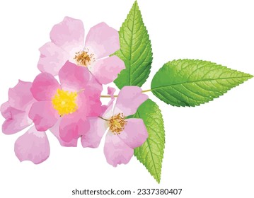 Rosa setigera (Climbing Wild Rose) Native North American Wildflower