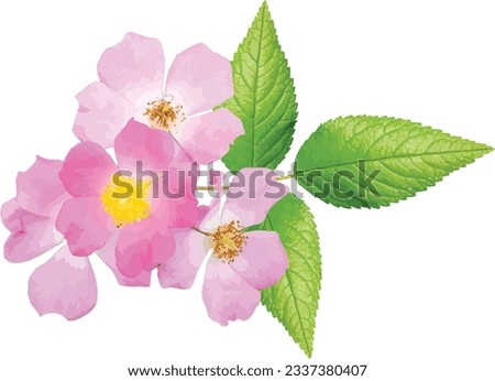 Rosa setigera (Climbing Wild Rose) Native North American Wildflower