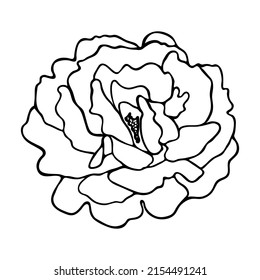 Rosa sketch. Doodle flower silhouette. Simple hand drawing of a flower. Black outline. Vector illustration.