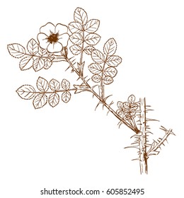 rosa turcica 