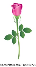 Rosa. vector, gradient