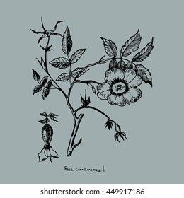 rosa vintage flover vector icon engraved illustration