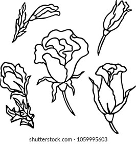 Rosarium vector illustration.