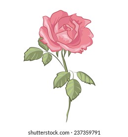 Rose 1. Hand drawn vector illustration. Botanical illustration with single flower.