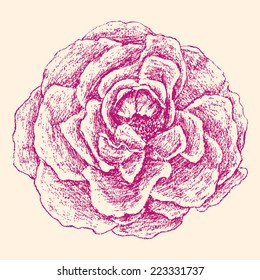 rose