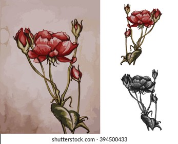 Rose