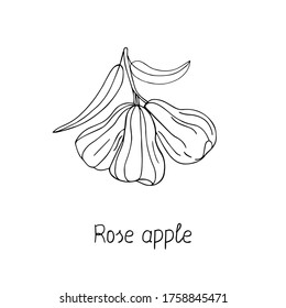 Rose apple branch and lettering. Fruit doodle poster. Stock vector illustration.