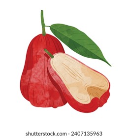 Rose apple fruit  Design elements. watercolour style vector illustration.