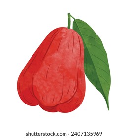 Rose apple fruit  Design elements. watercolour style vector illustration.