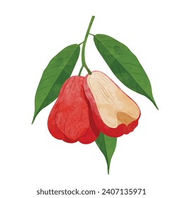 Rose apple fruit  Design elements. watercolour style vector illustration.