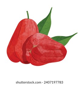 Rose apple fruit  Design elements. watercolour style vector illustration.