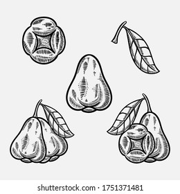 rose apple fruit vector hand drawn sketch illustration