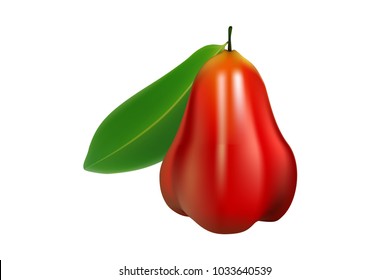 rose apple have green leaves on the left on white background, vector, illustration