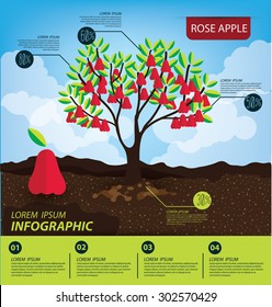 rose apple, infographics. fruits vector illustration.