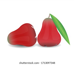 Rose apple isolated on white background. Vector illustration.