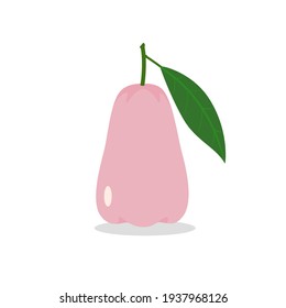 Rose apple with leave.Flat design style.Isolated on white background.Vector illustration about fruit.