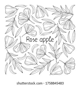 Rose apple lettering. Fruit doodle poster. Stock vector illustration.