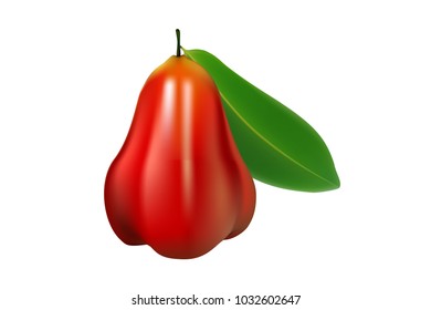 rose apple on white background, vector, illustration