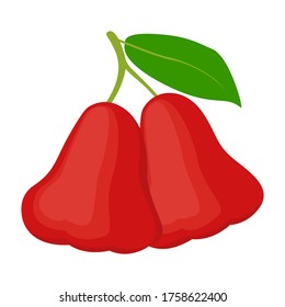 rose apple on white background. Vector illustration