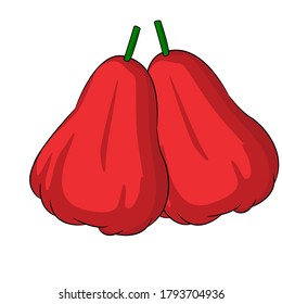rose apple on white background. Vector illustration