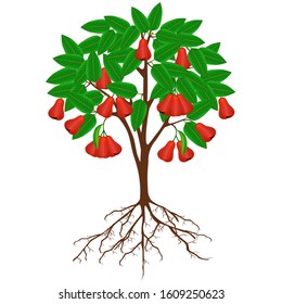 Rose apple tree with fruit and roots on a white background.