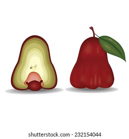rose apple vector illustration