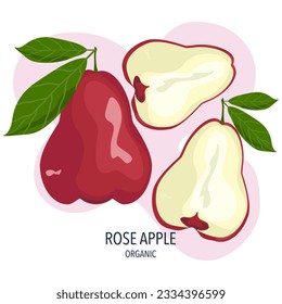 Rose apple vector illustration and cut in half on a white background.