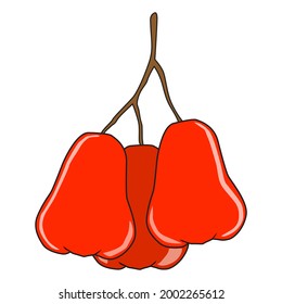 rose apple vector illustration,
isolated on white background.top view