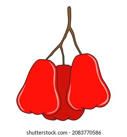 rose apple vector illustration,isolated on white background,top view