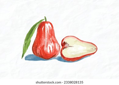 Rose apple watercolor painting isolated on white background, Vector illustration.