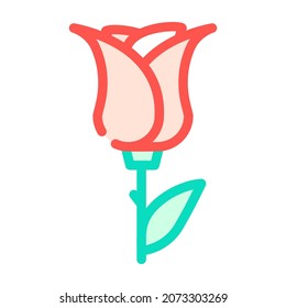 rose aromatic flower color icon vector. rose aromatic flower sign. isolated symbol illustration