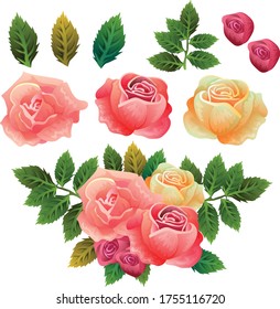 rose arrangement set object collection vector illustration