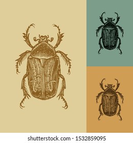 Rose beetle vector. Vintage illustration drawing. Applied in colored backgrounds.