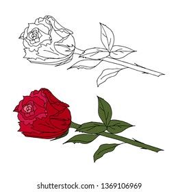 Rose black and white and color isolated on white background. Red rose.