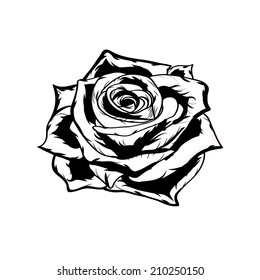 Rose in black and white. Eps 8.