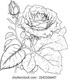 Vector rosa negro y blanco