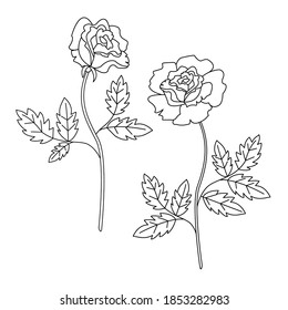 Rose bleck and white. Floral set. Line art.