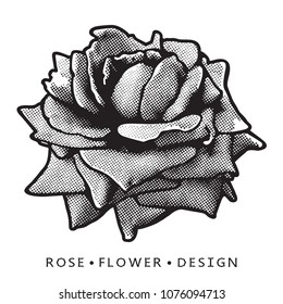 Rose bloom close up vector graphic image.
Detailed clip art illustration of flower isolated on white background as floral design element for logo or template.