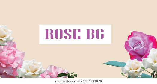 rosa floreciendo en el fondo naranja  