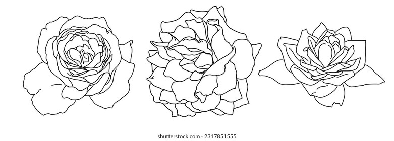 Rose blossom in bloom black outline illustration. Hand drawn realistic detailed vector clipart collection isolated.