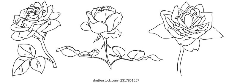 Rose blossom in bloom black outline illustration. Hand drawn realistic detailed vector clipart collection isolated.