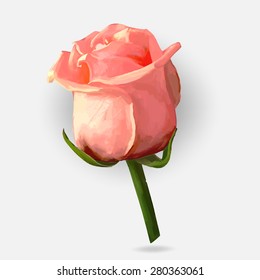 Rose blossoming bud isolated drawing vector illustration