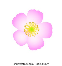 Rose blossoming sakura - japanese cherry tree. Beautiful pink cherry blossom, isolated on white background. Stylish floral spring wallpaper. Greeting or invitation card. Vector illustration