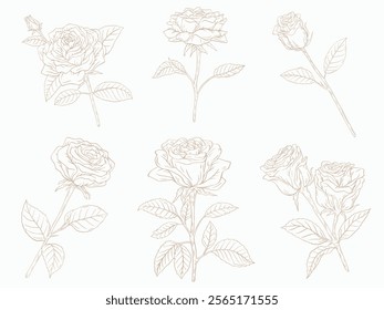 Rose botanical elements, rose pen and ink drawing, minimalist flowers for logo, Hand drawn line wedding herb, elegant leaves for invitation save the date card.