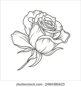 Rose. Botanical sketch of luxury rose flower in line art style. Vector hand drawn illustration for tattoo, wedding invitation, save the date card