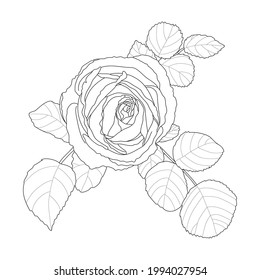 Rose branch with leaves. Hand-drawn illustration. Sketch.